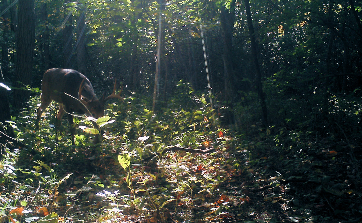 Illinois Deer hunts, Trophy white tail deer hunting with Mounts and