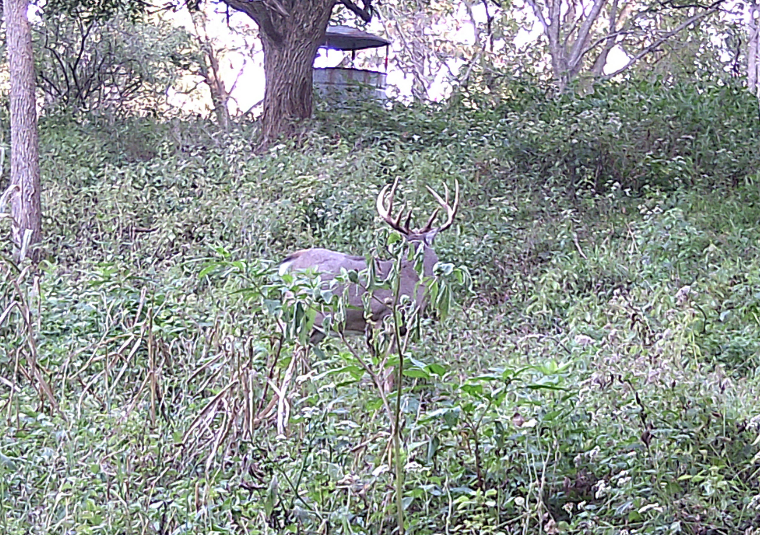 Illinois Deer hunts, Trophy white tail deer hunting with Mounts and