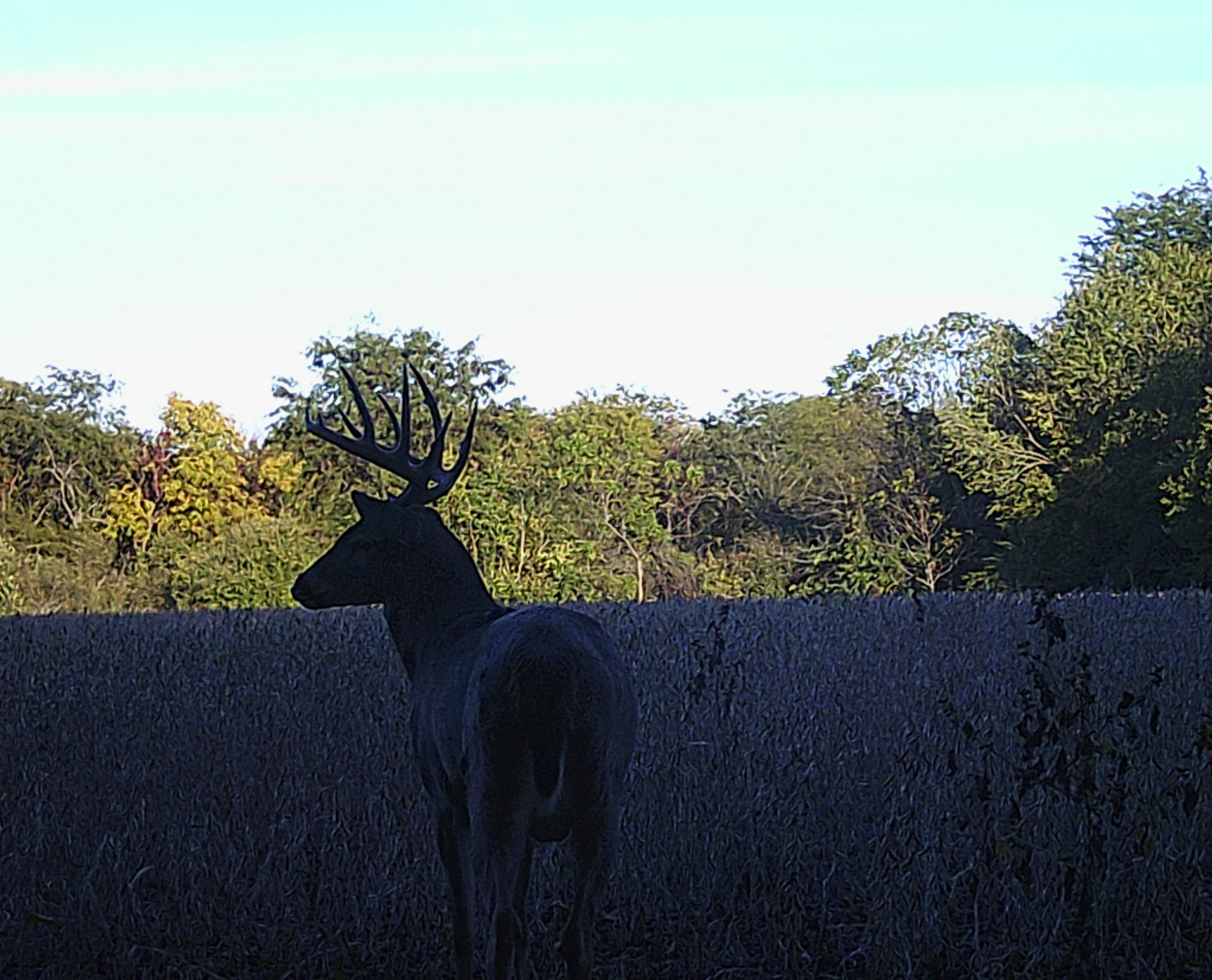 Illinois Deer hunts, Trophy white tail deer hunting with Mounts and