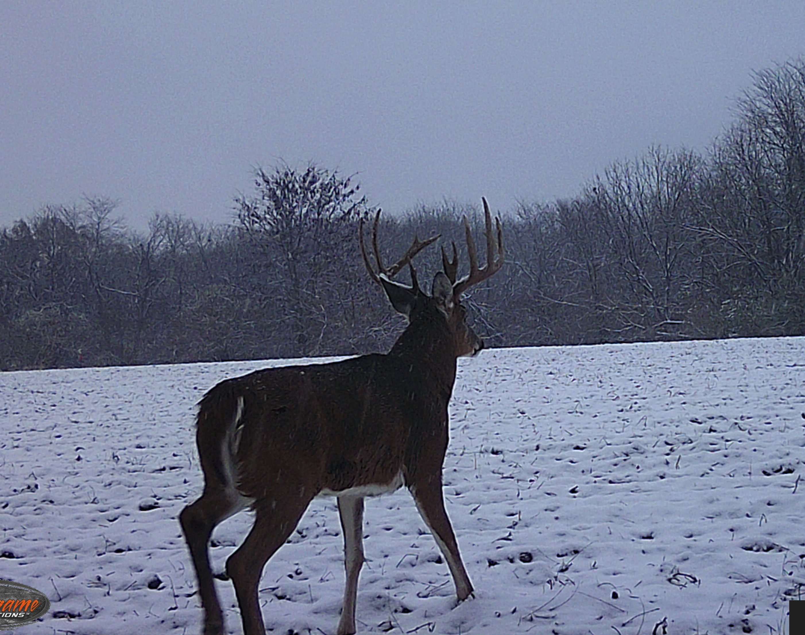 Illinois Deer hunts, Trophy white tail deer hunting with Mounts and