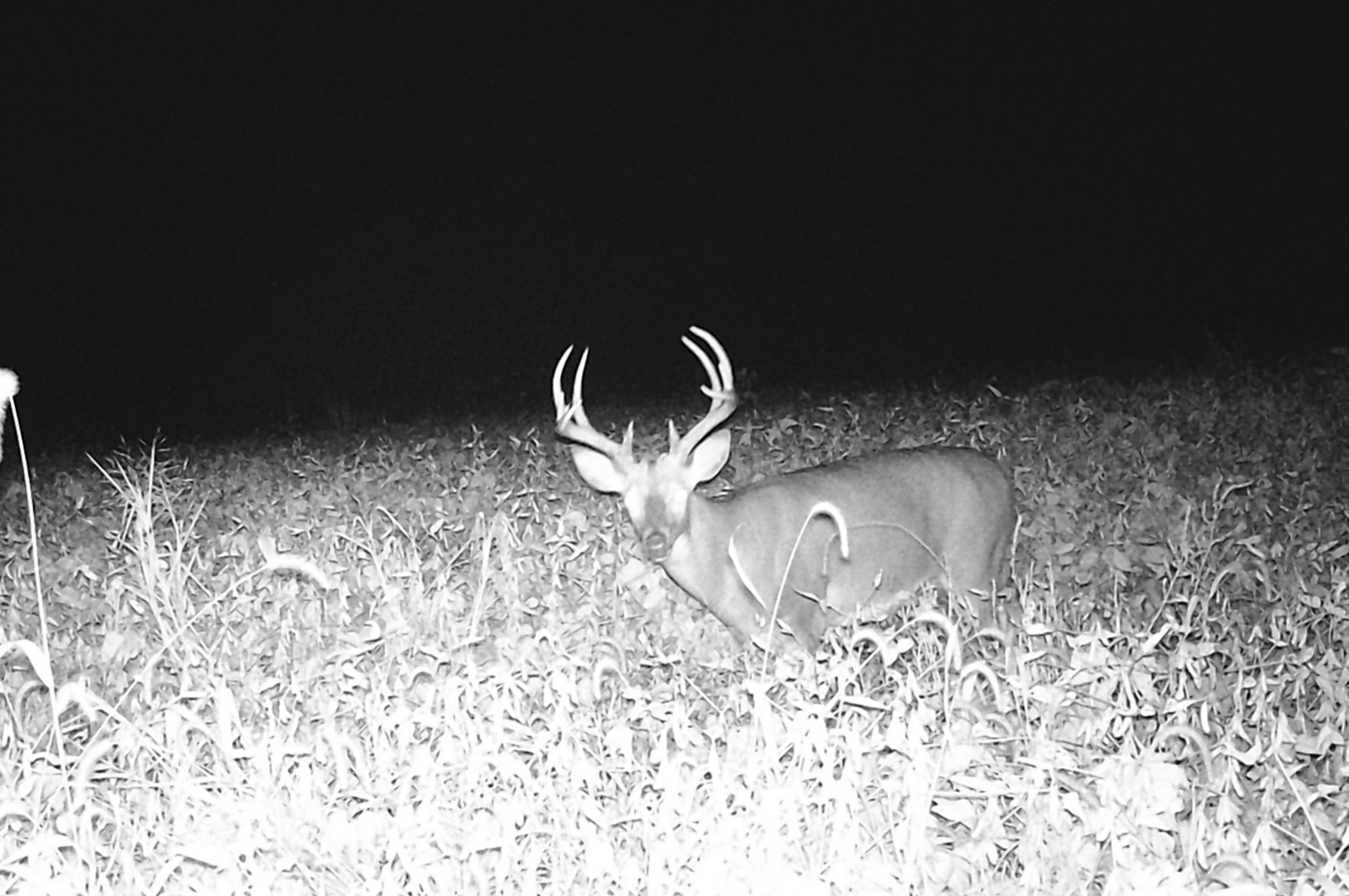 Illinois Deer hunts, Trophy white tail deer hunting with Mounts and