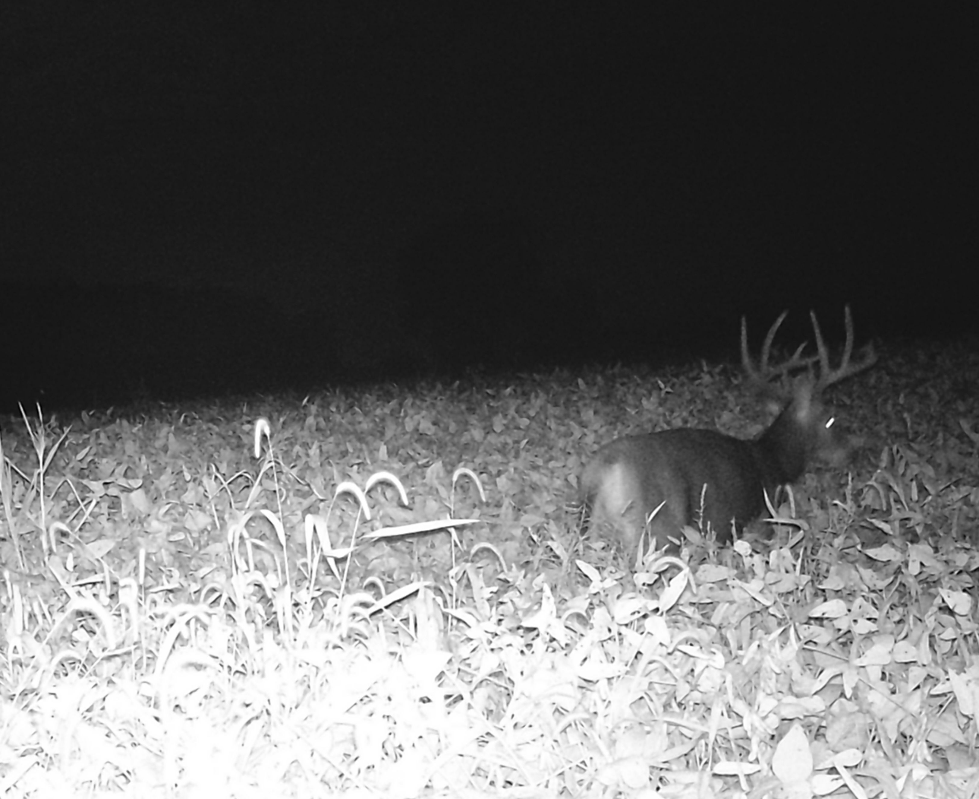 Trail Cam Photo