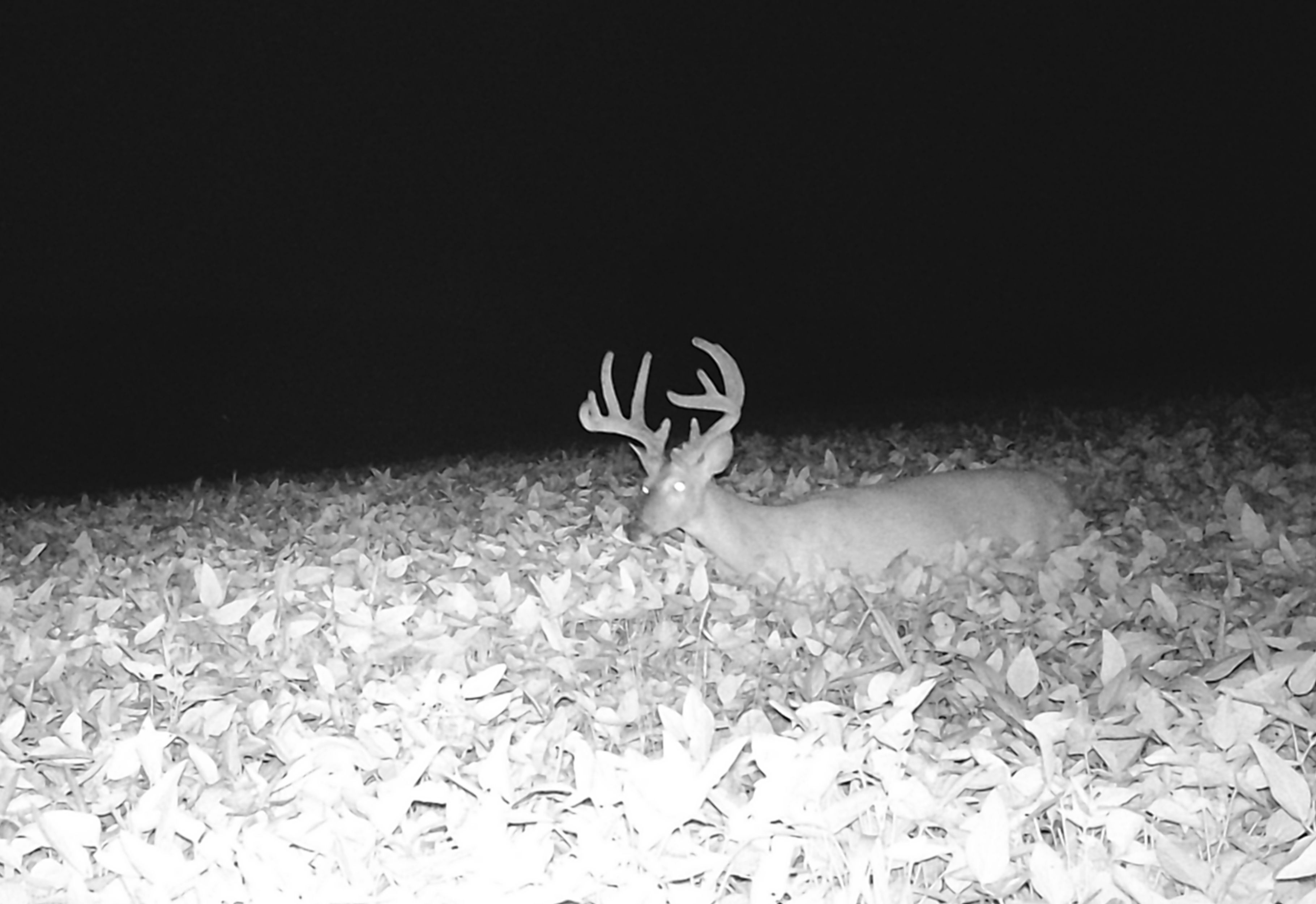Trail Cam Photo