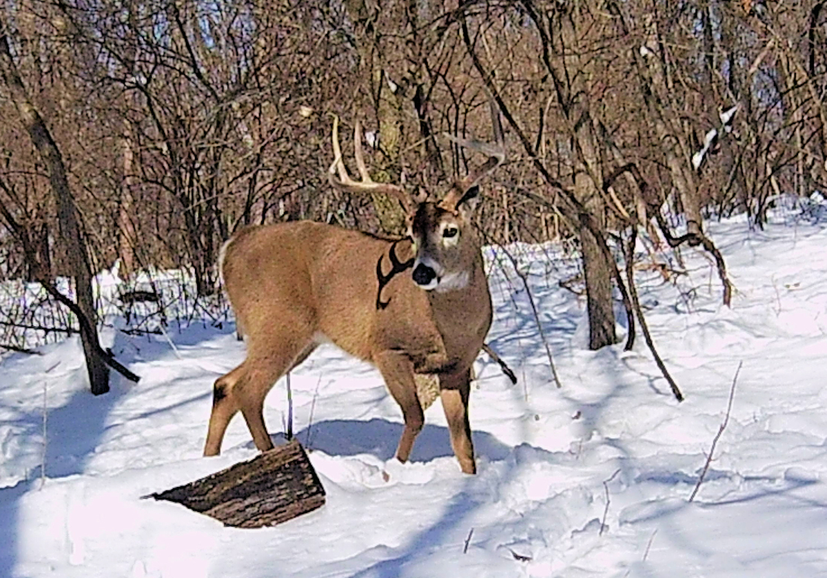 Illinois Deer hunts, Trophy white tail deer hunting with Mounts and