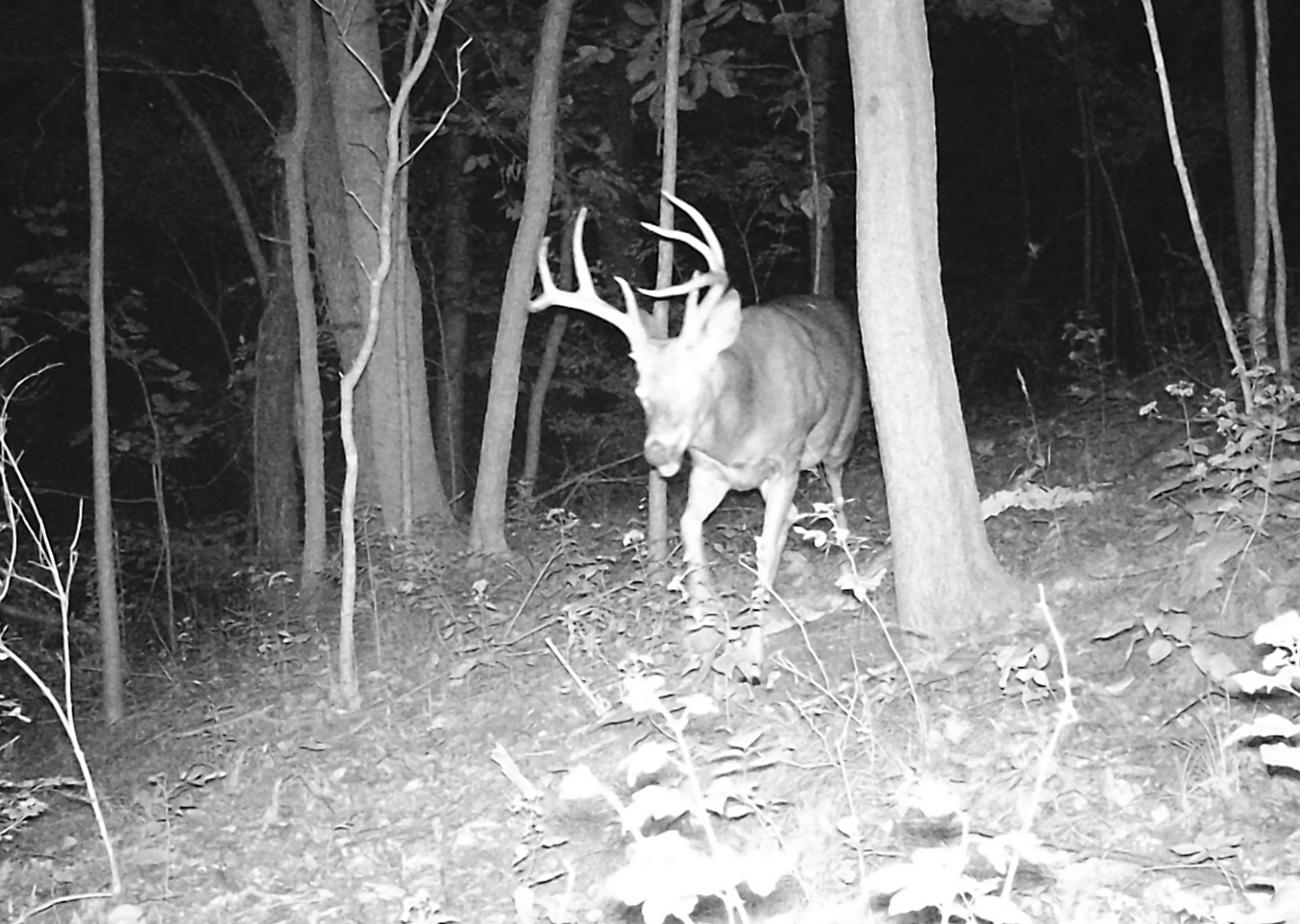 Illinois Deer hunts, Trophy white tail deer hunting with Mounts and