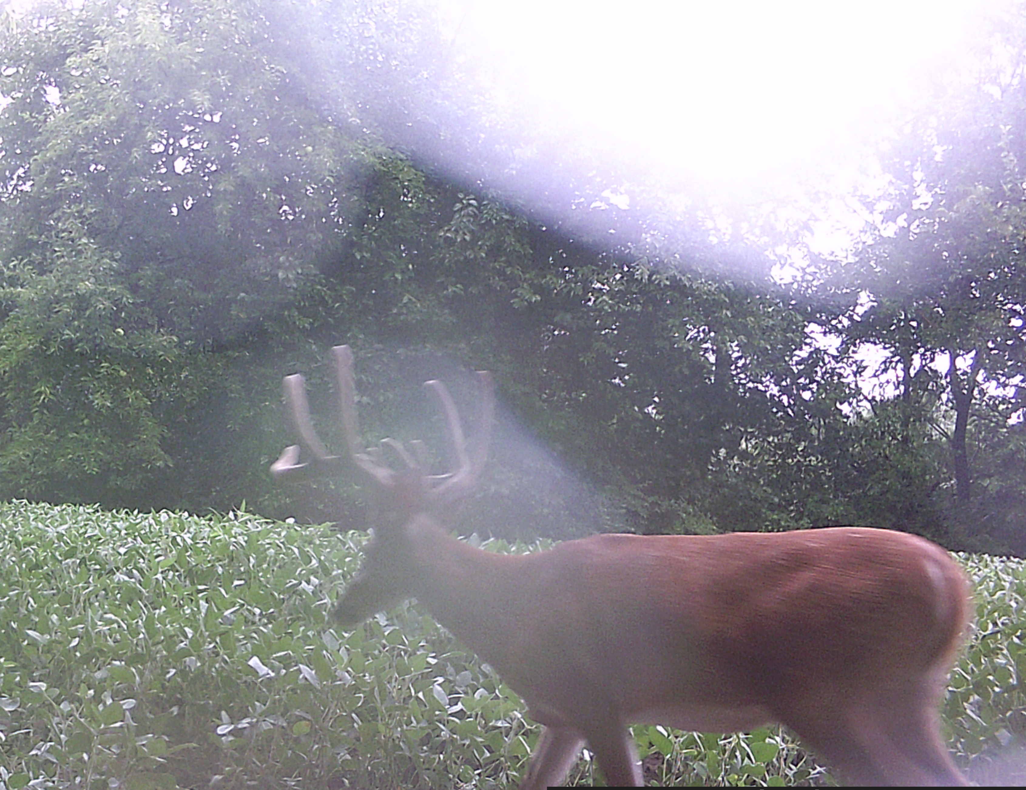 Trail Cam Photo
