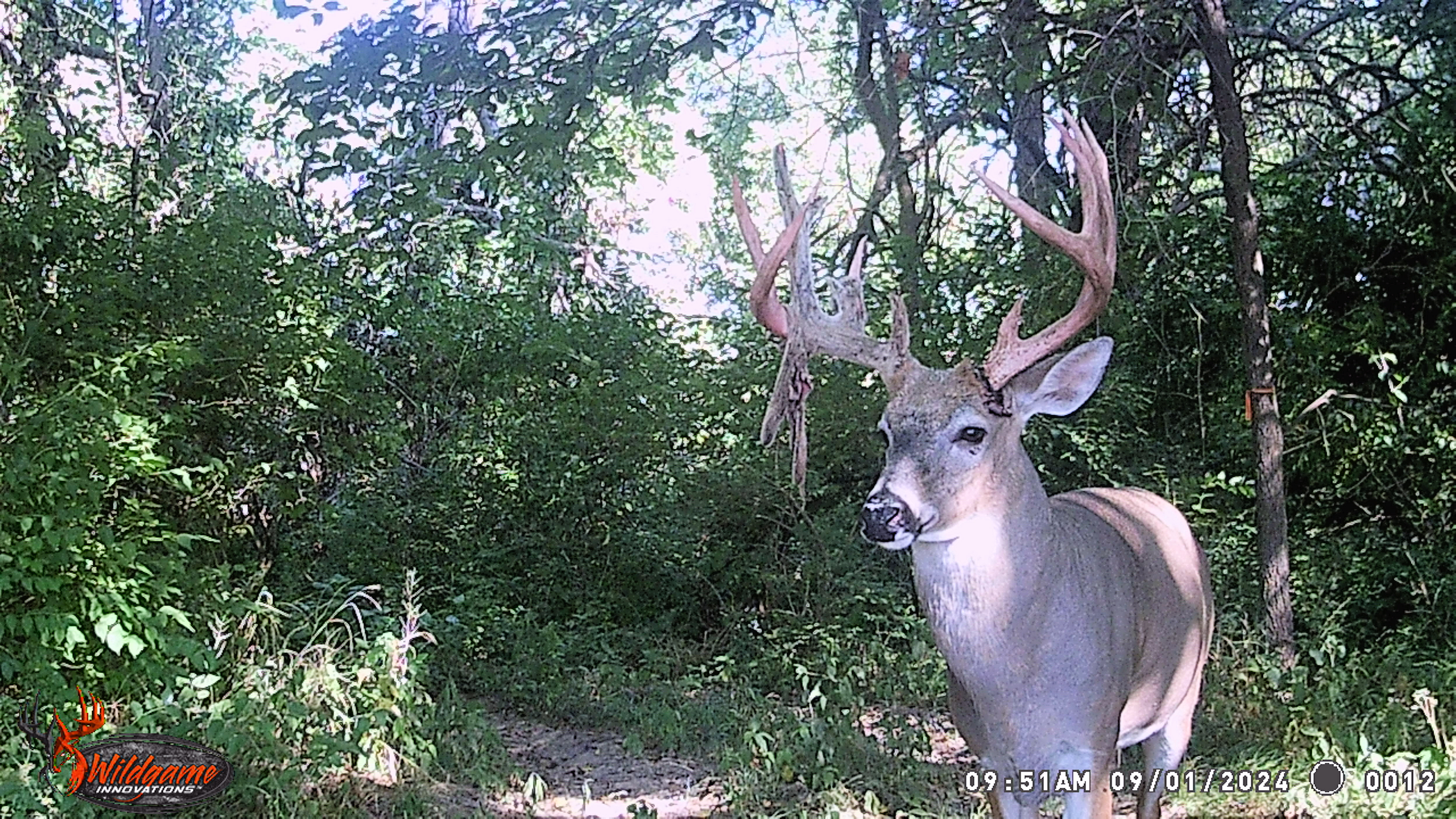 Trail Cam Photo