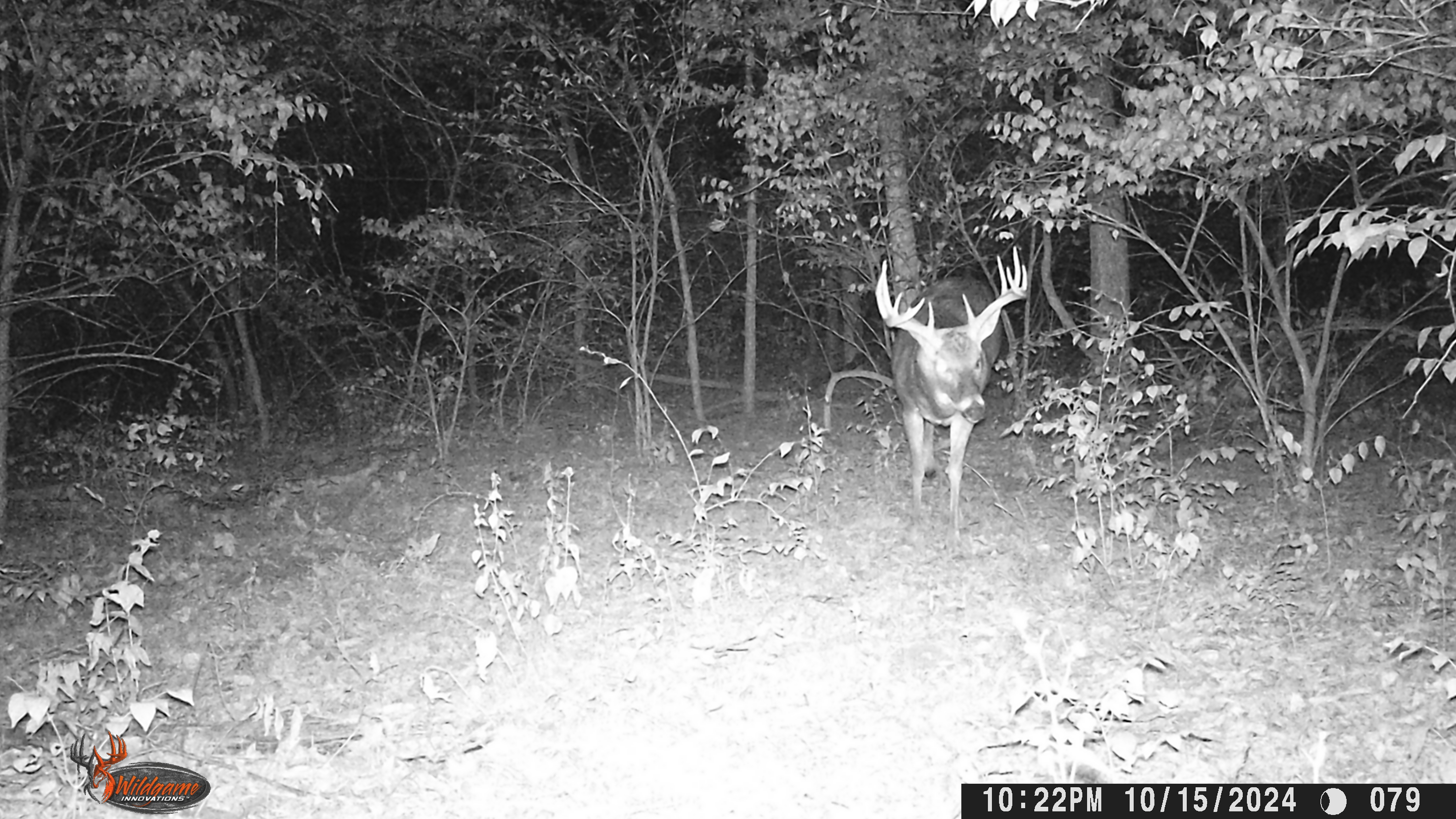 Trail Cam Photo