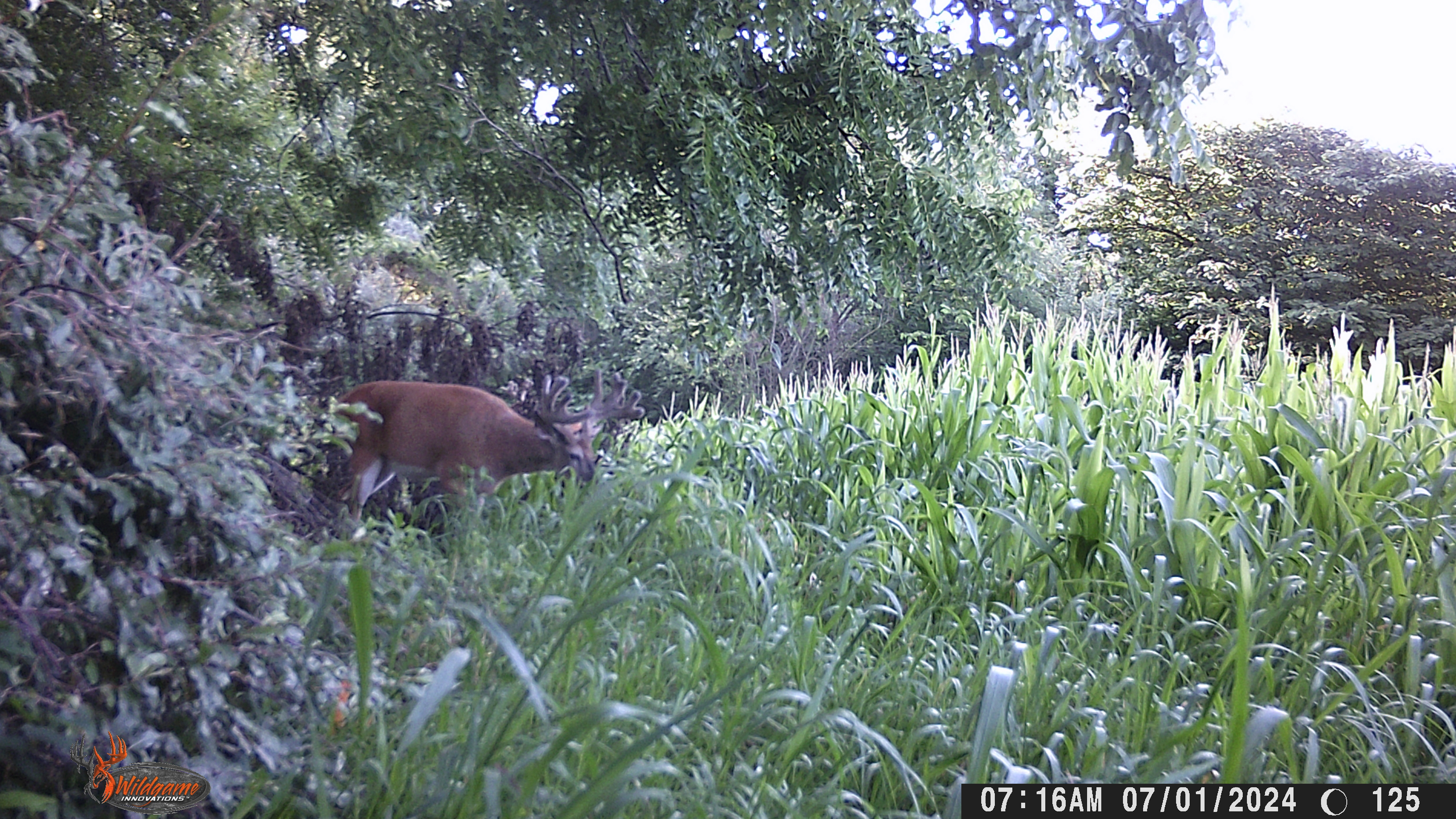 Trail Cam Photo