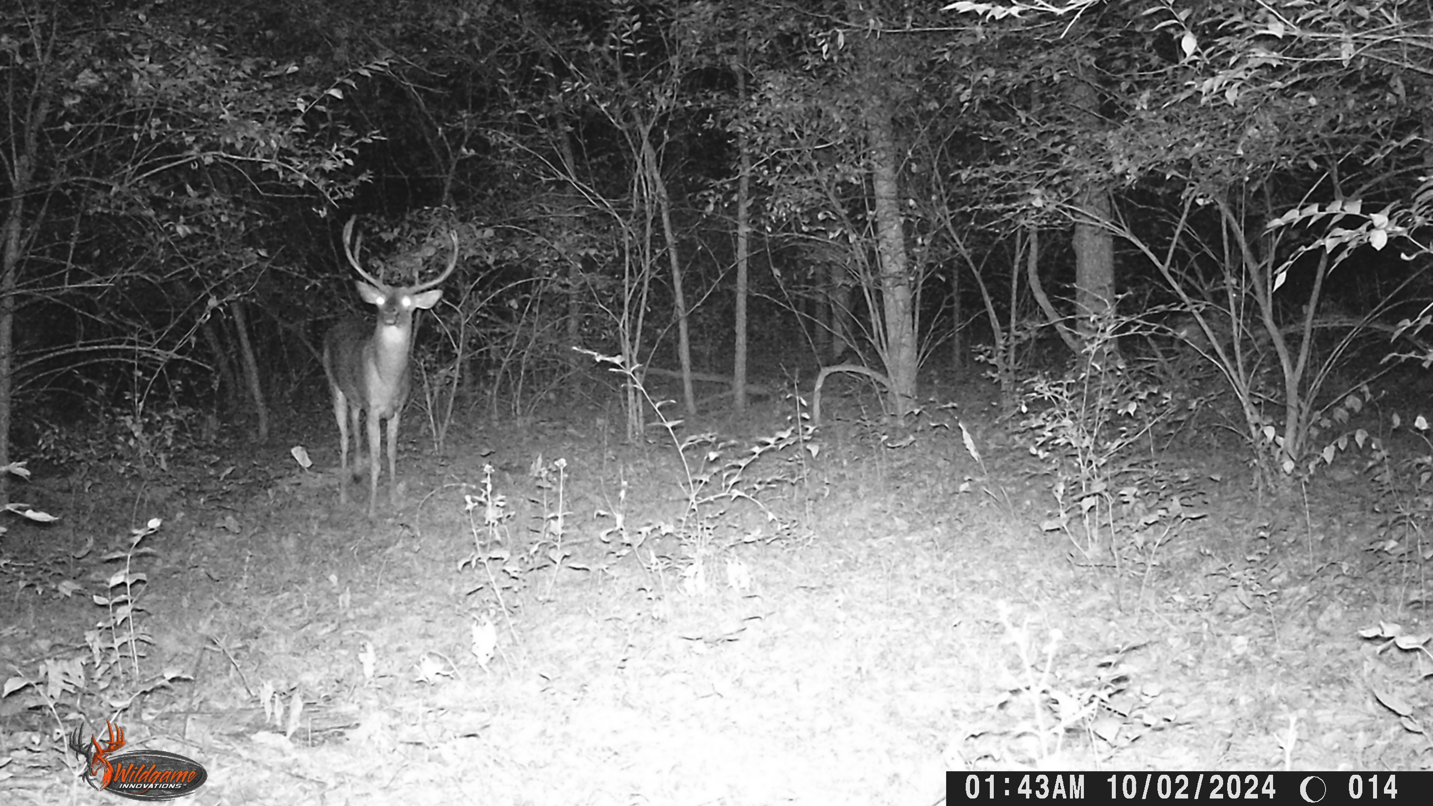 Trail Cam Photo