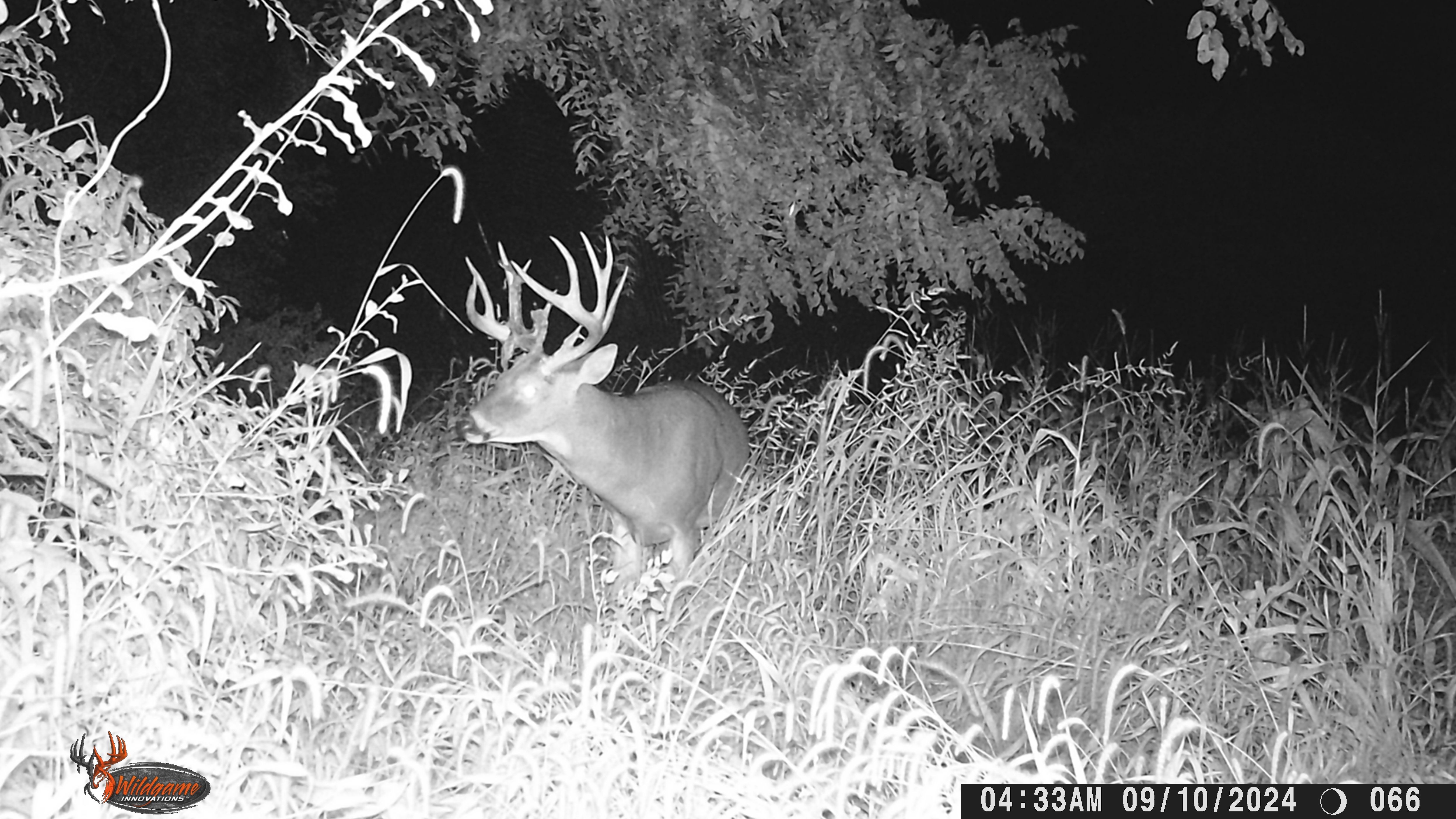 Trail Cam Photo