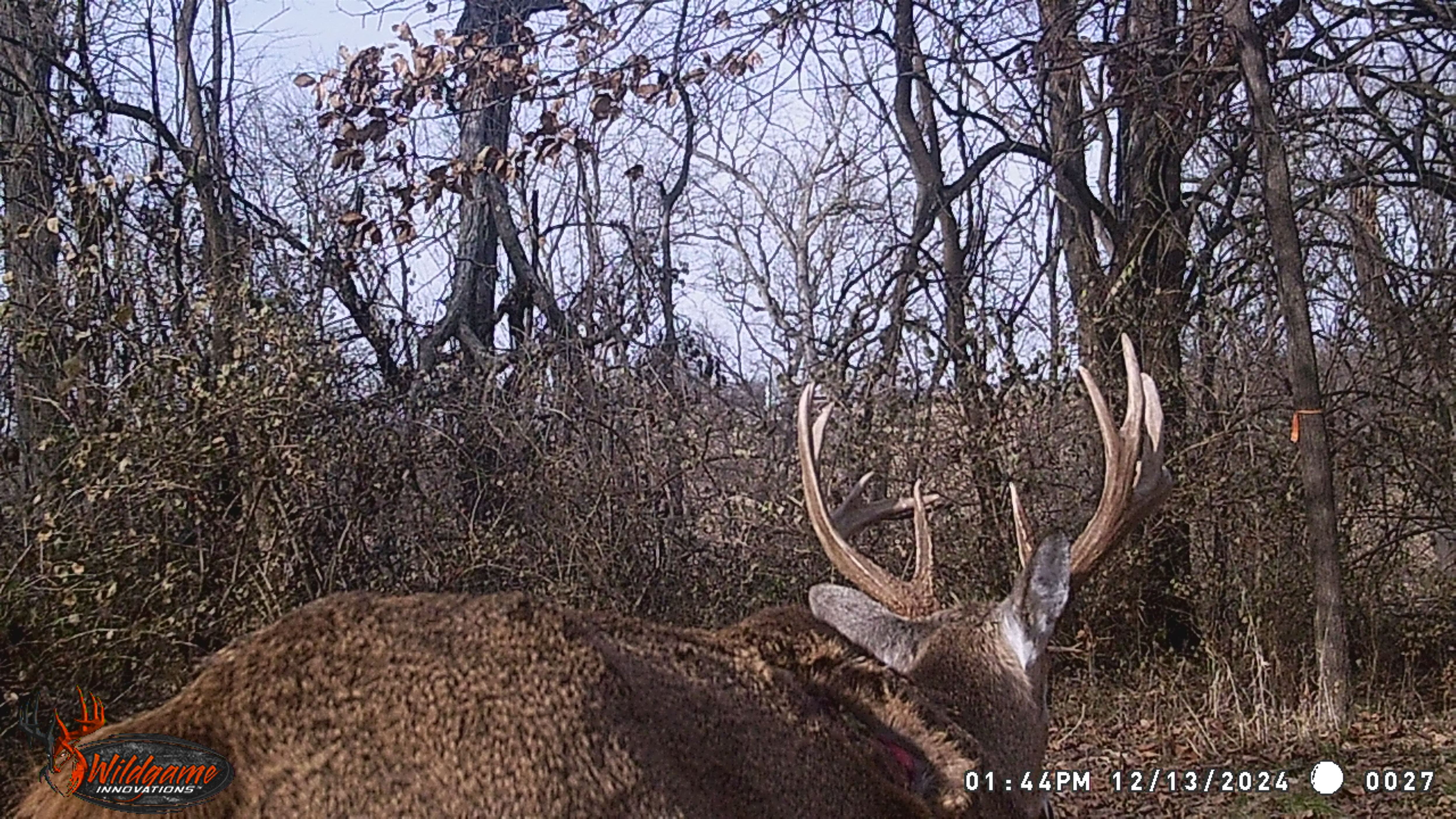 Trail Cam Photo