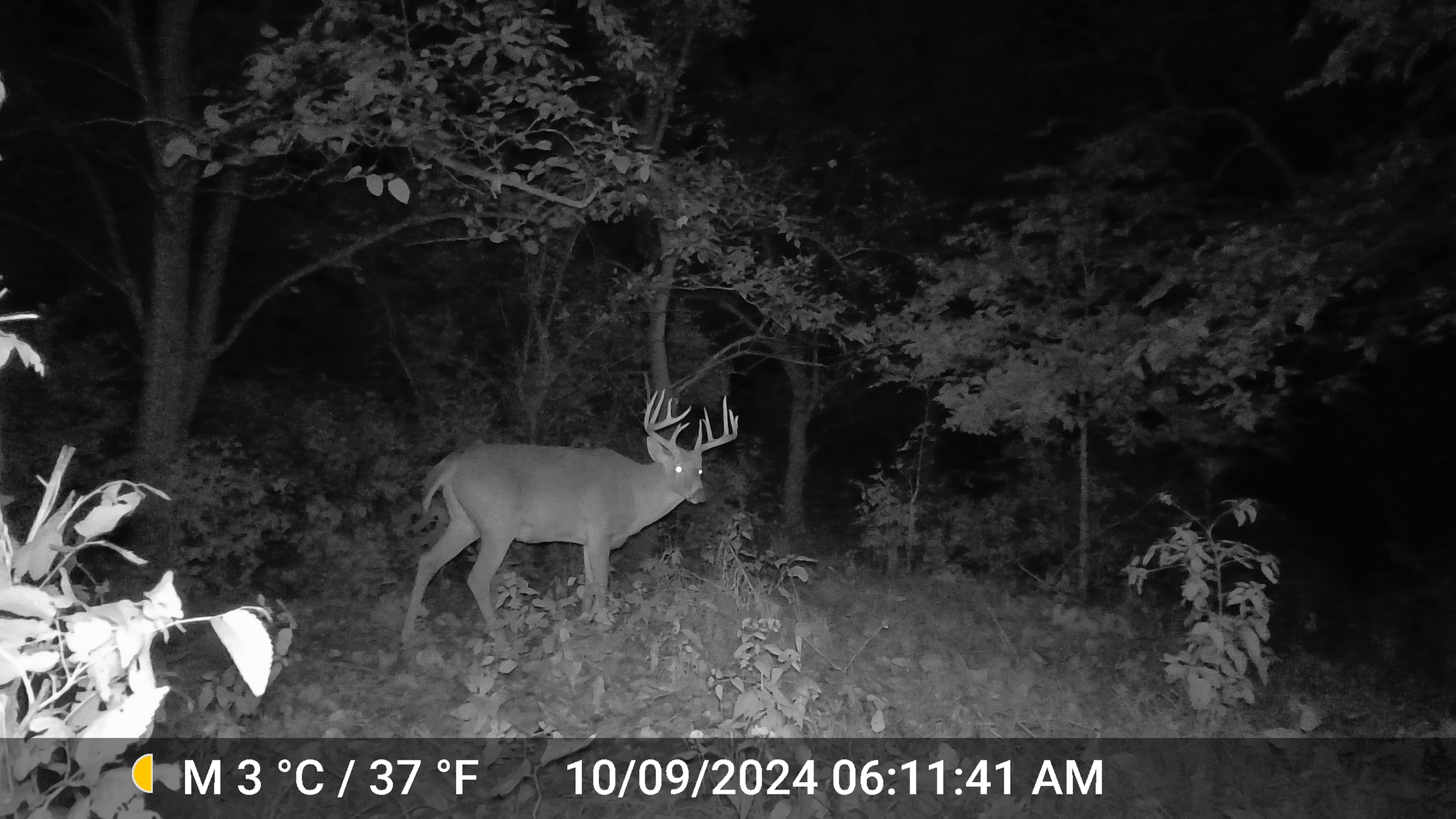 Trail Cam Photo