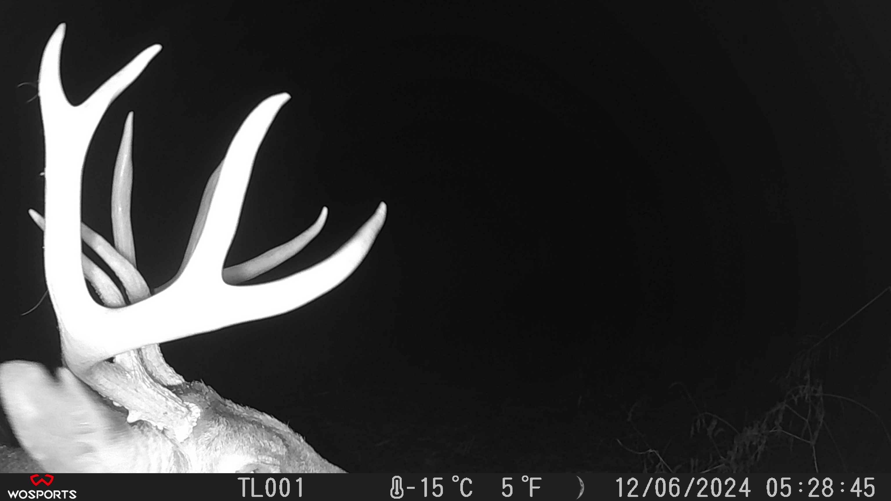 Trail Cam Photo