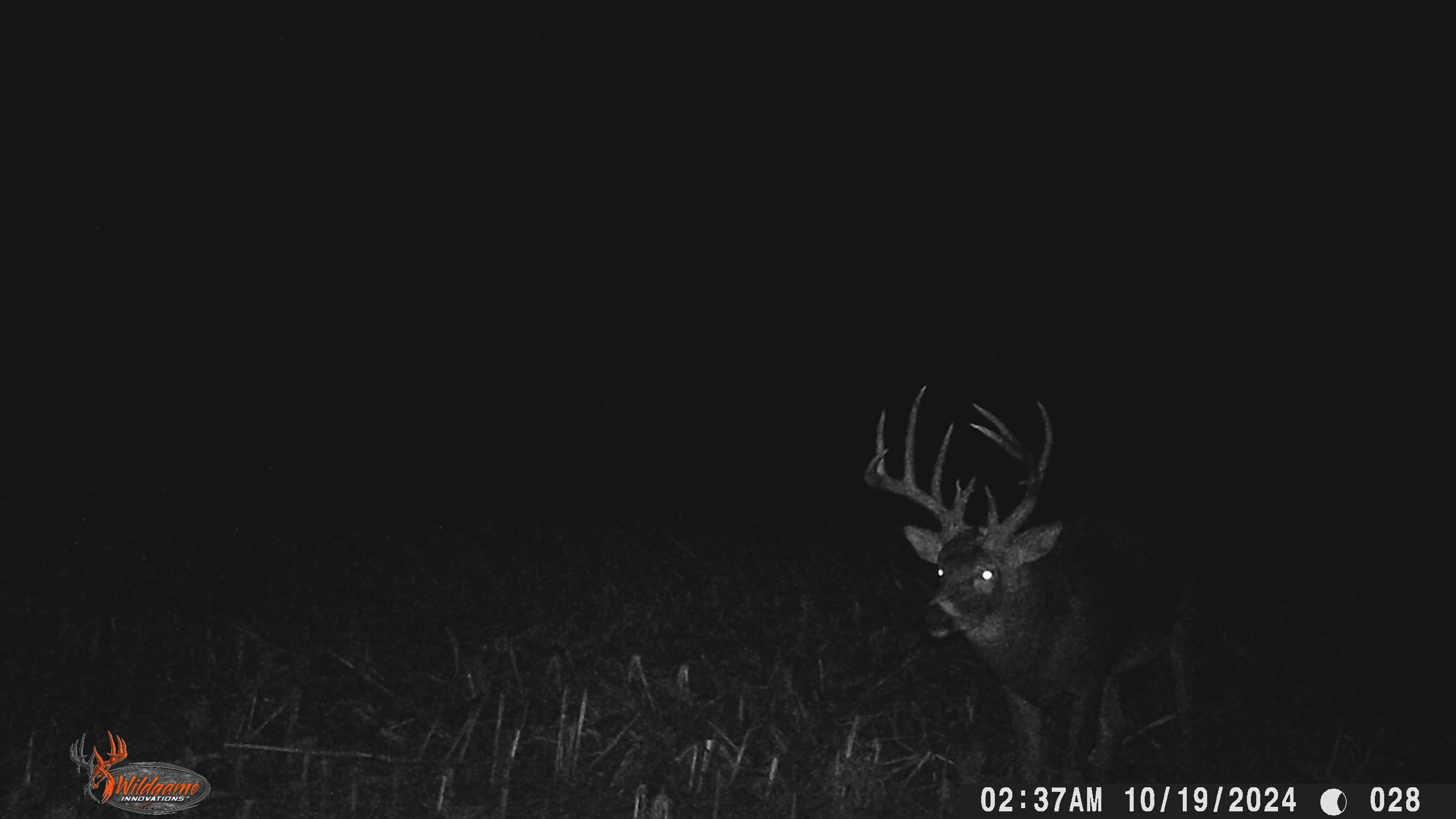 Trail Cam Photo