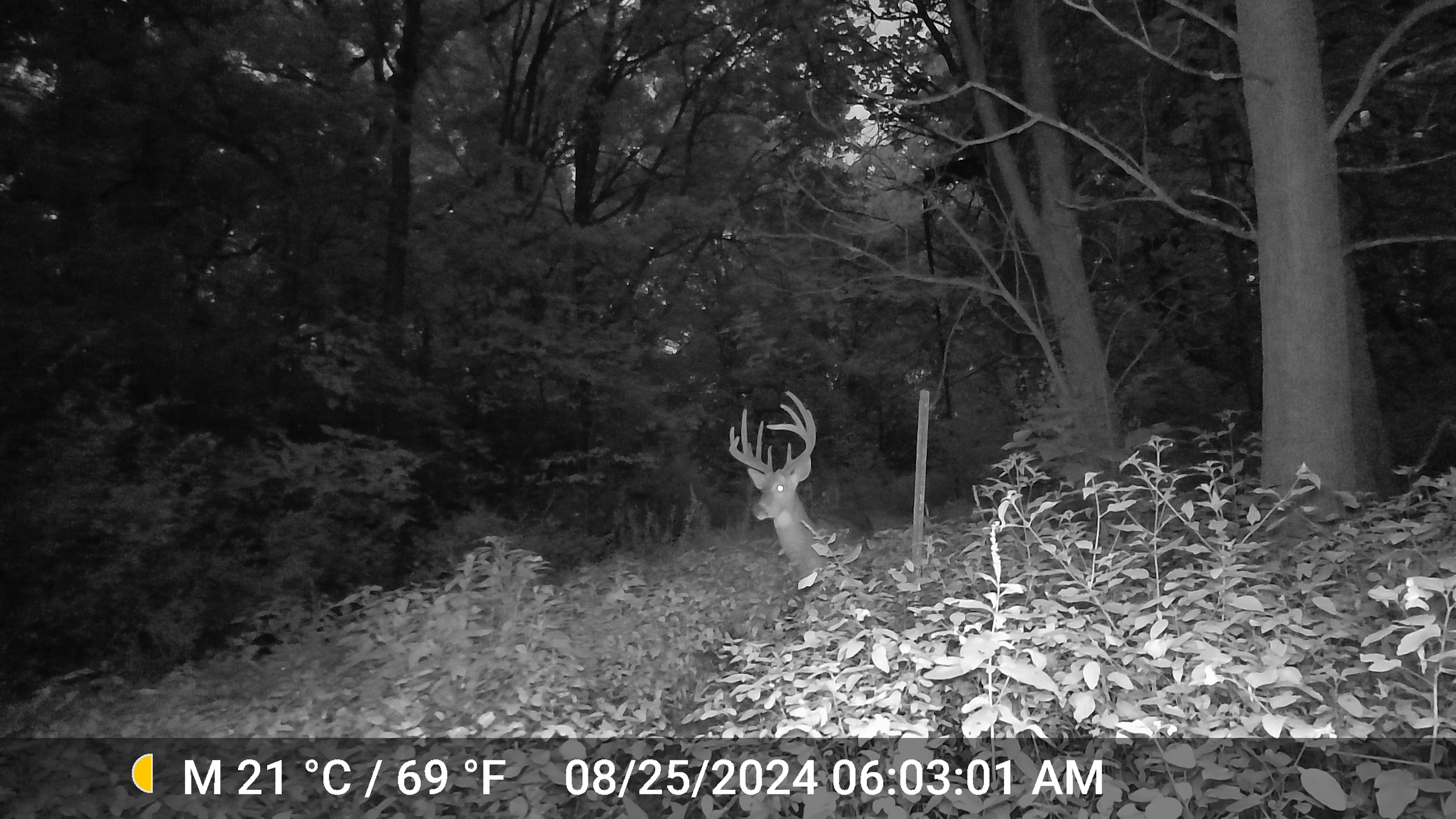 Trail Cam Photo
