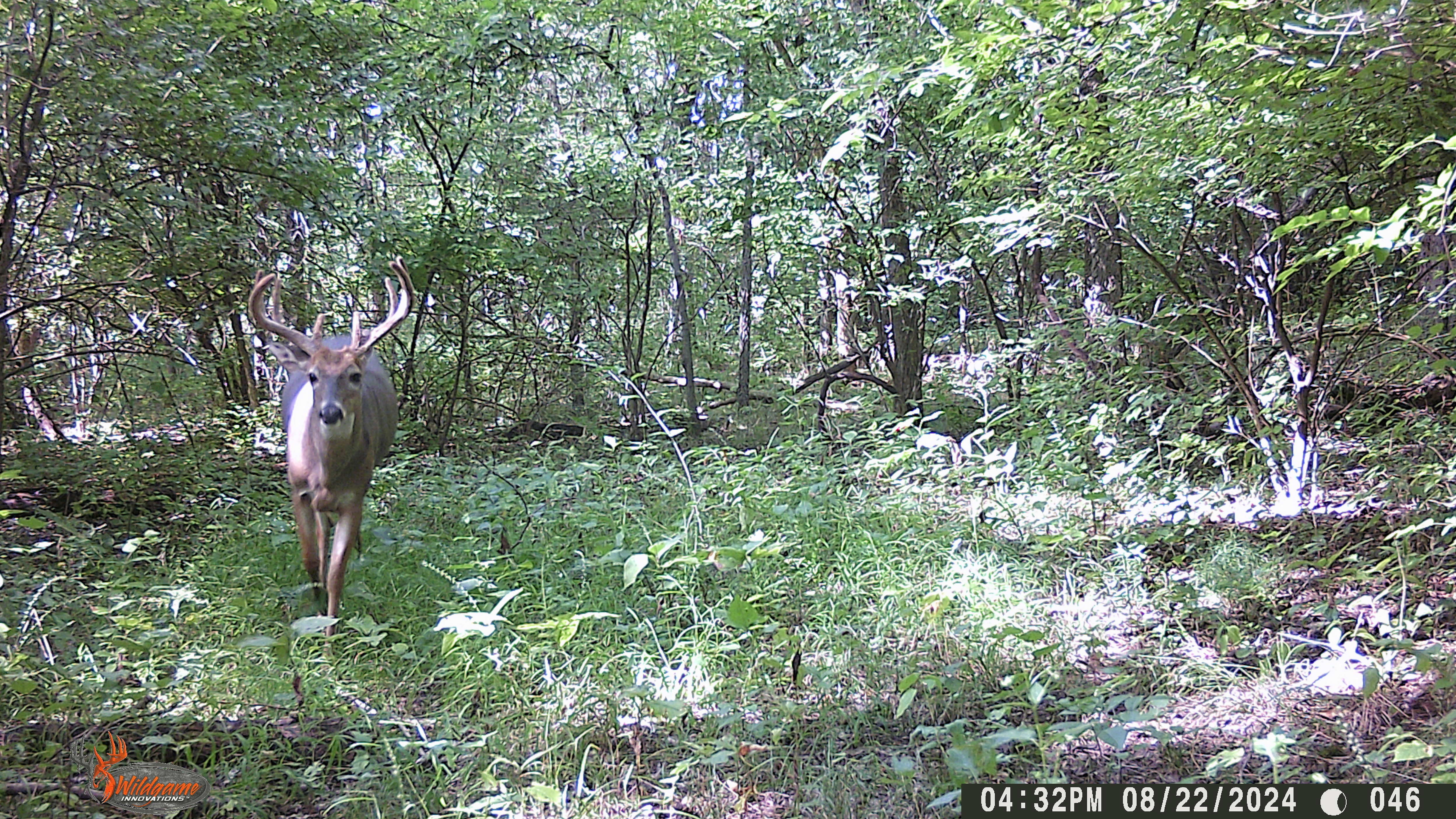Trail Cam Photo
