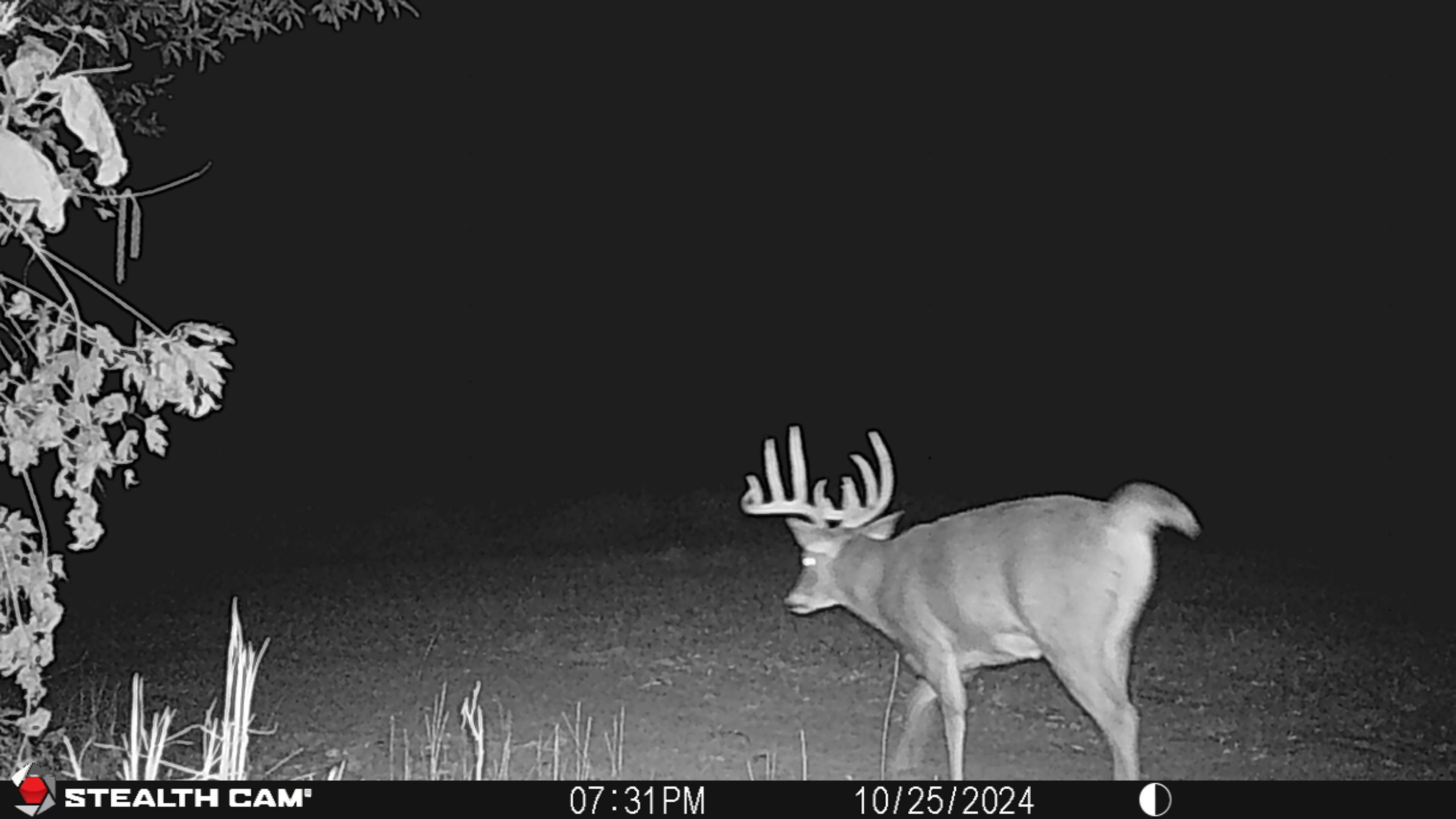 Trail Cam Photo