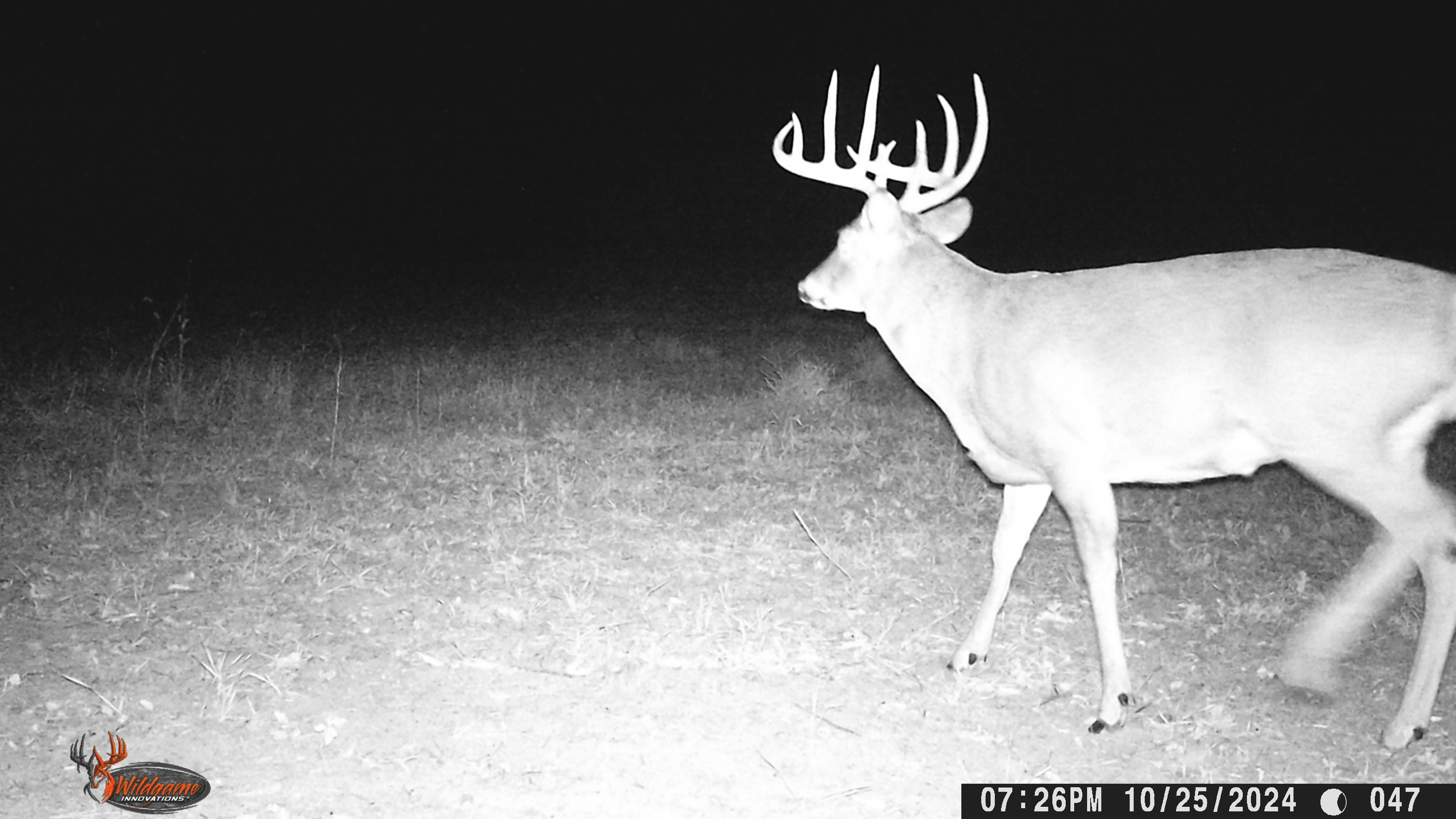 Trail Cam Photo