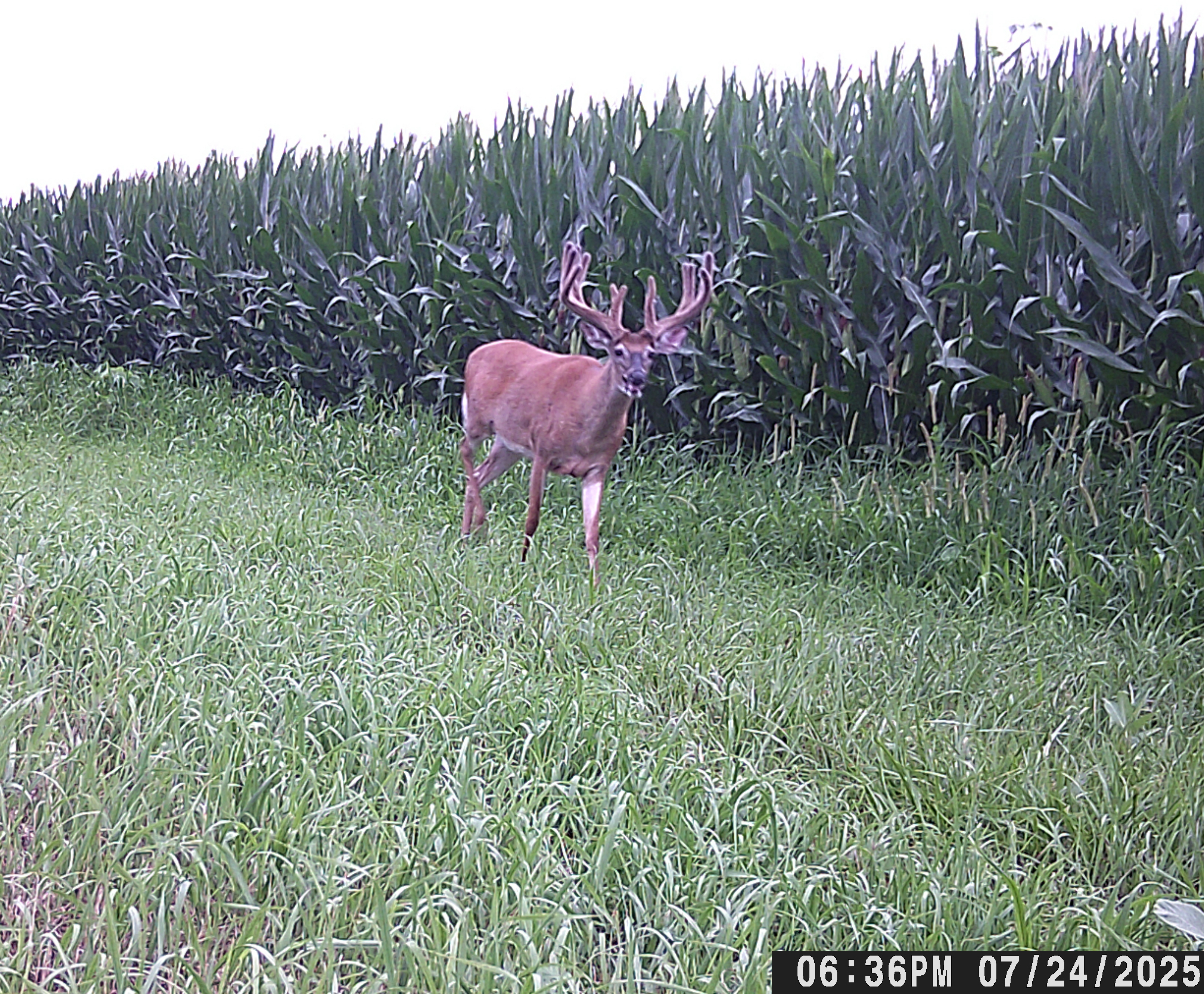 Trail Cam Photo