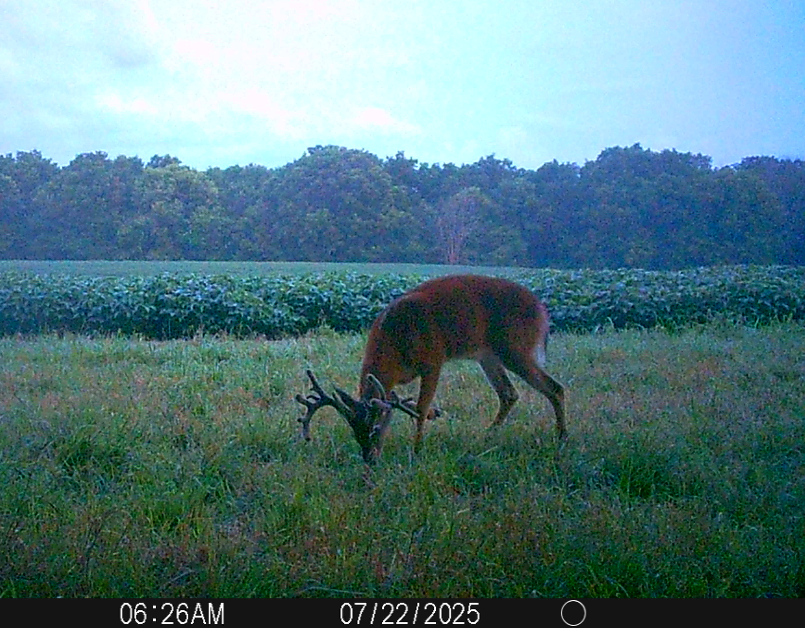 Trail Cam Photo