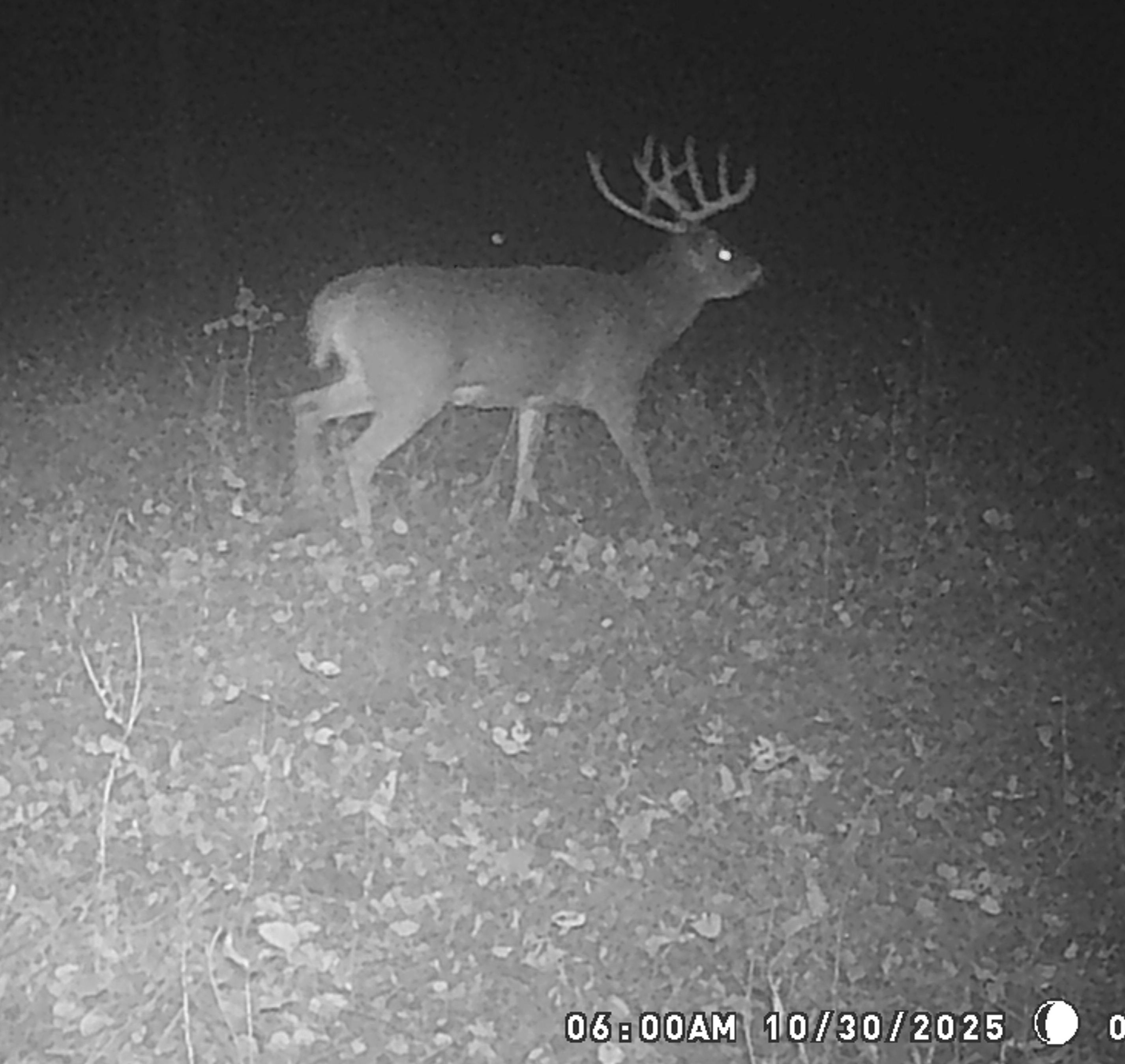 Trail Cam Photo