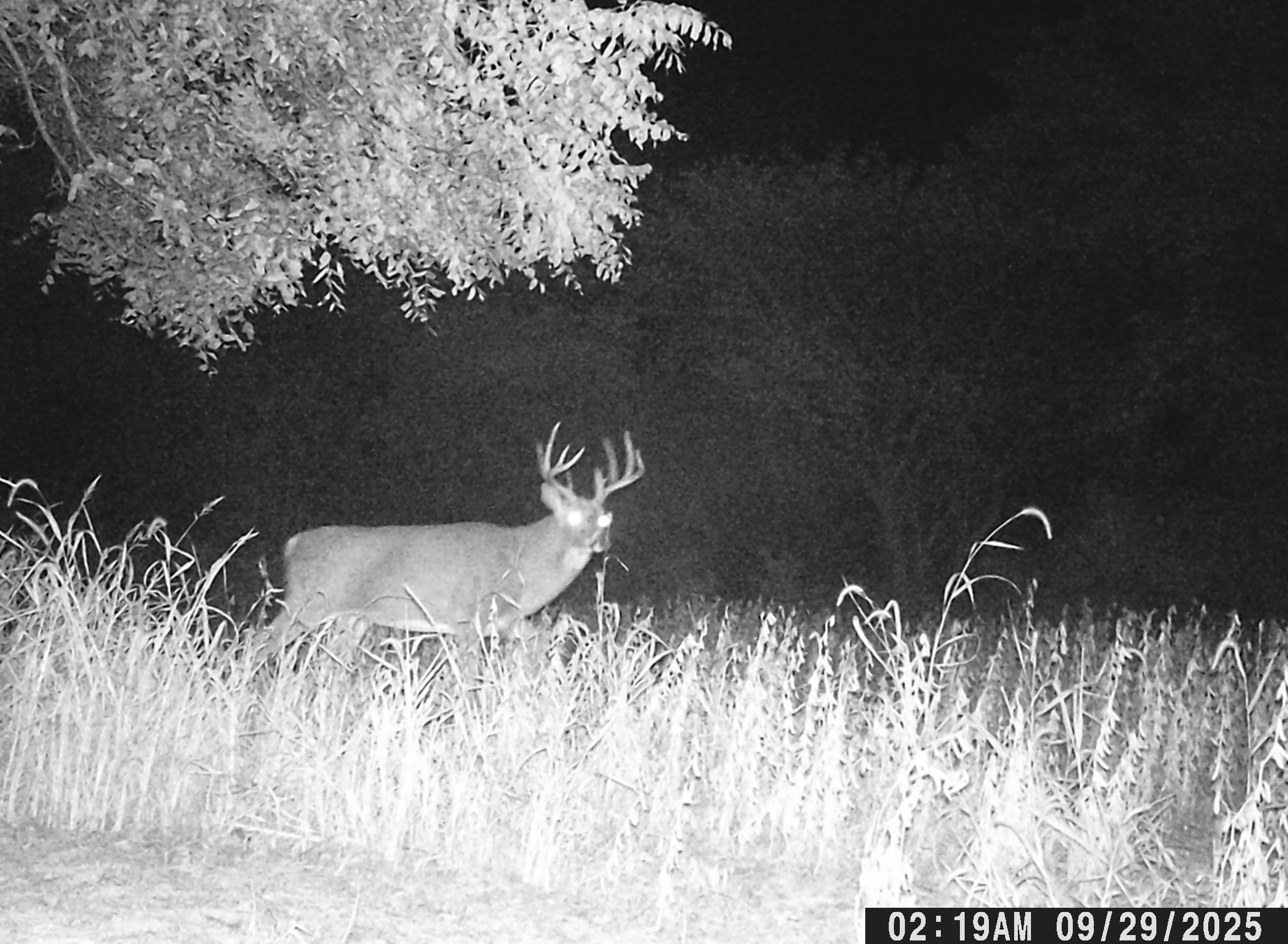Trail Cam Photo