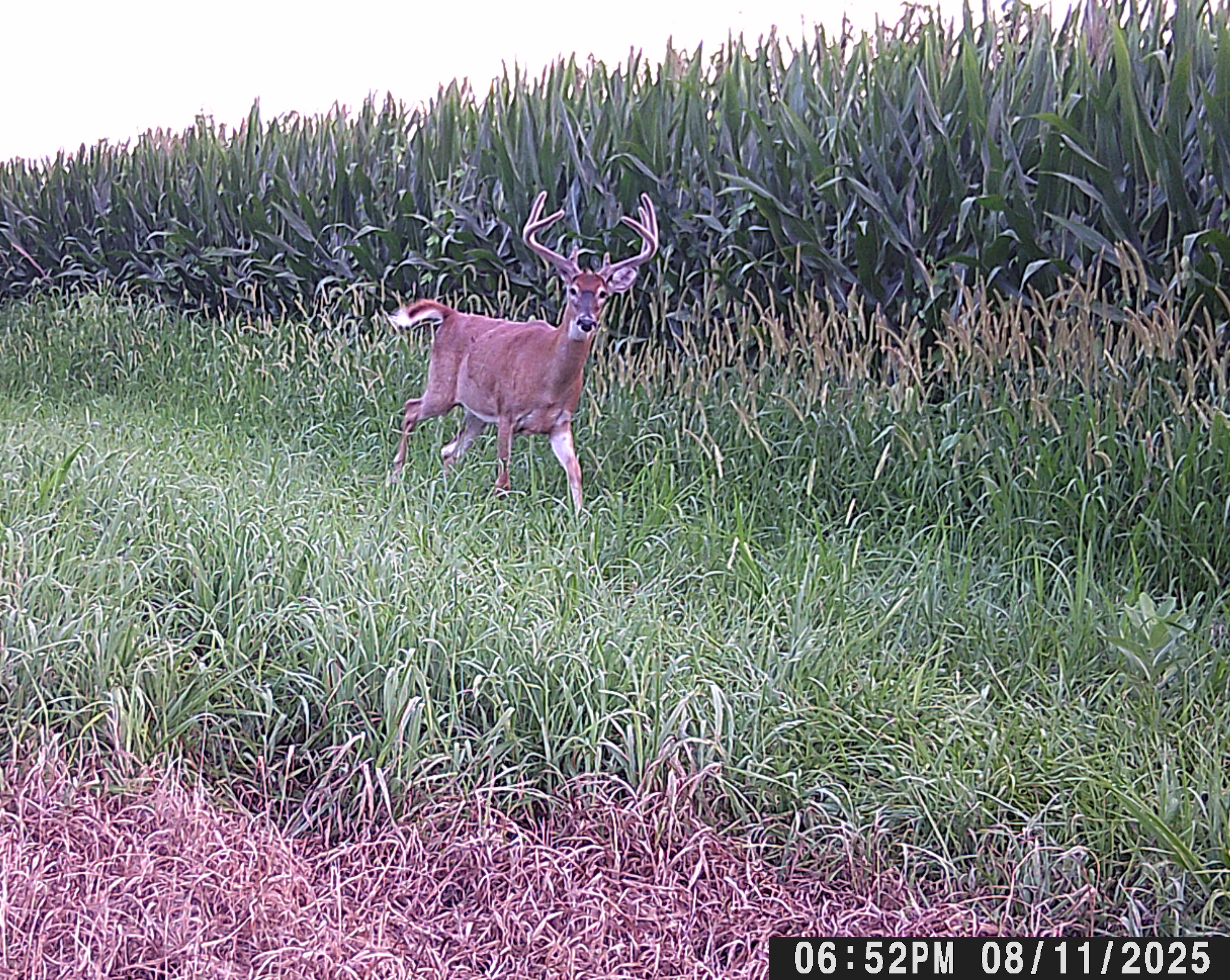 Trail Cam Photo